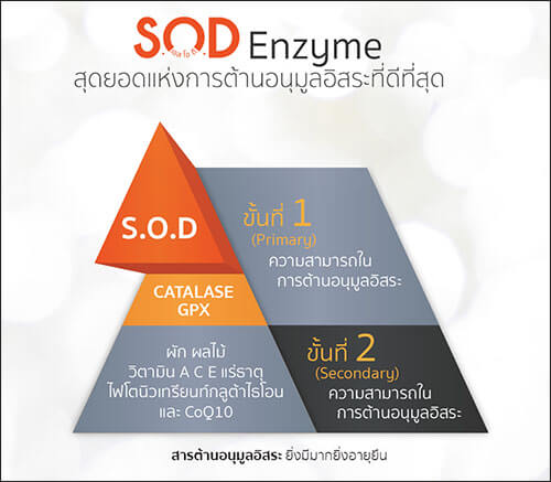 SOD enzyme คือสุดยอดสารต้านอนุมูลอิสระ สำหรับคนที่ใส่ใจดูแลสุขภาพ