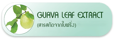 Guava Leaf Extract (สารสกัดจากใบฝรั่ง)