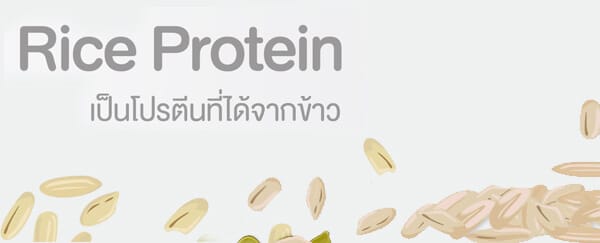 โปรตีนจากข้าว Rice Protein