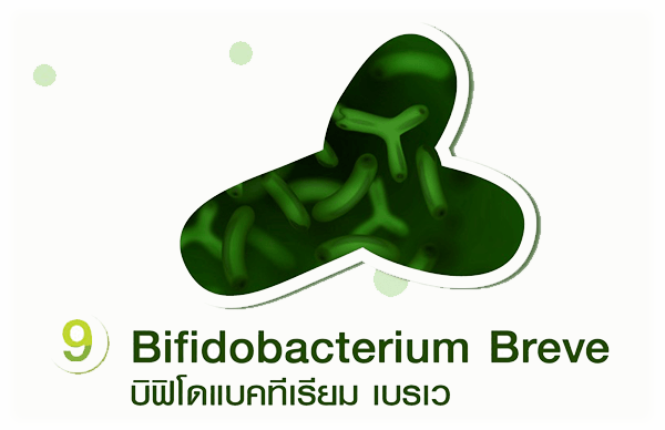 Bifidobacterium breve บิฟิโดแบคทีเรียม เบรเว