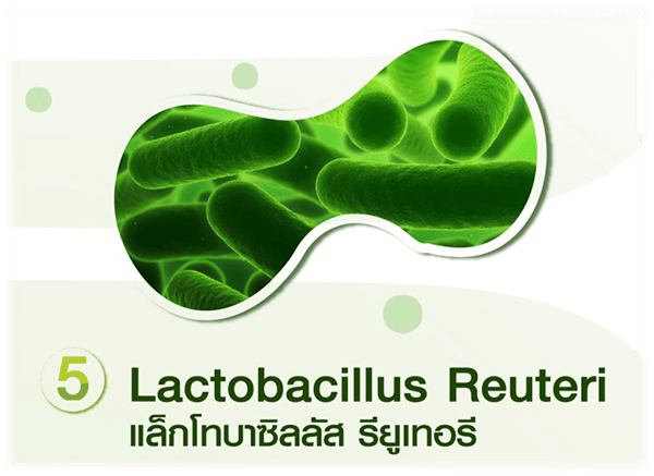 Lactobacillus reuteri แล็กโทบาซิลลัส รียูเทอรี