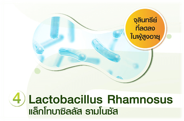 Lactobacillus rhamnosus แล็กโทบาซิลลัส รามโนซัส