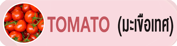 TOMATO (มะเขือเทศ)
