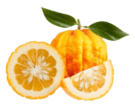 สารสกัดจากส้มซ่า (Bitter Orange) 