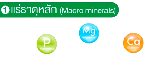 แร่ธาตุหลัก (Macro minerals)