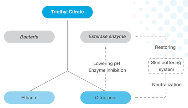 ยับยั้ง Esterase Enzyme