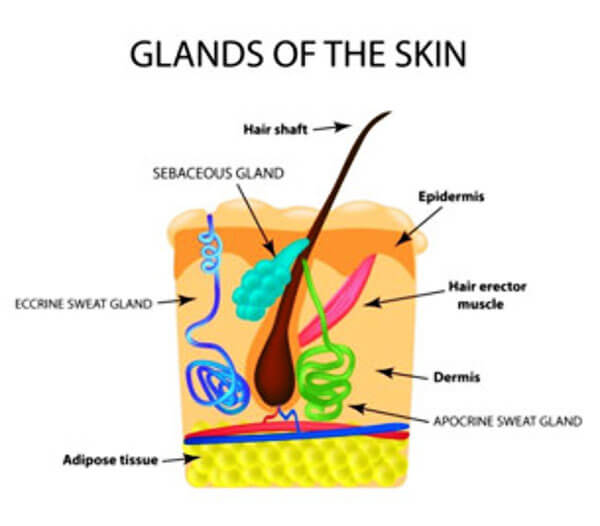 ต่อมผิวหนัง glands of skin